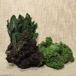 Cavolo nero (2Kg)