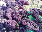 Cavolo nero (2Kg) - immagine 2