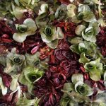 Grumolo, radicchio di campo (1Kg) - immagine 2