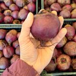 Testa di rapa rossa (2 Kg) - immagine 2