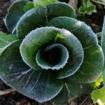 Grumolo, radicchio di campo (1Kg) - immagine 3