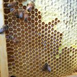 Miele Millefiori di Campegine (3 vasi da 0,3Kg) - immagine 3